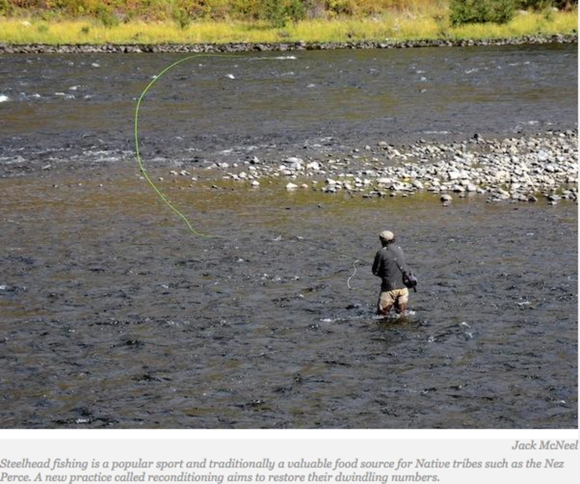 Tribes Recondition Steelhead to Bring Back Endangered Trout