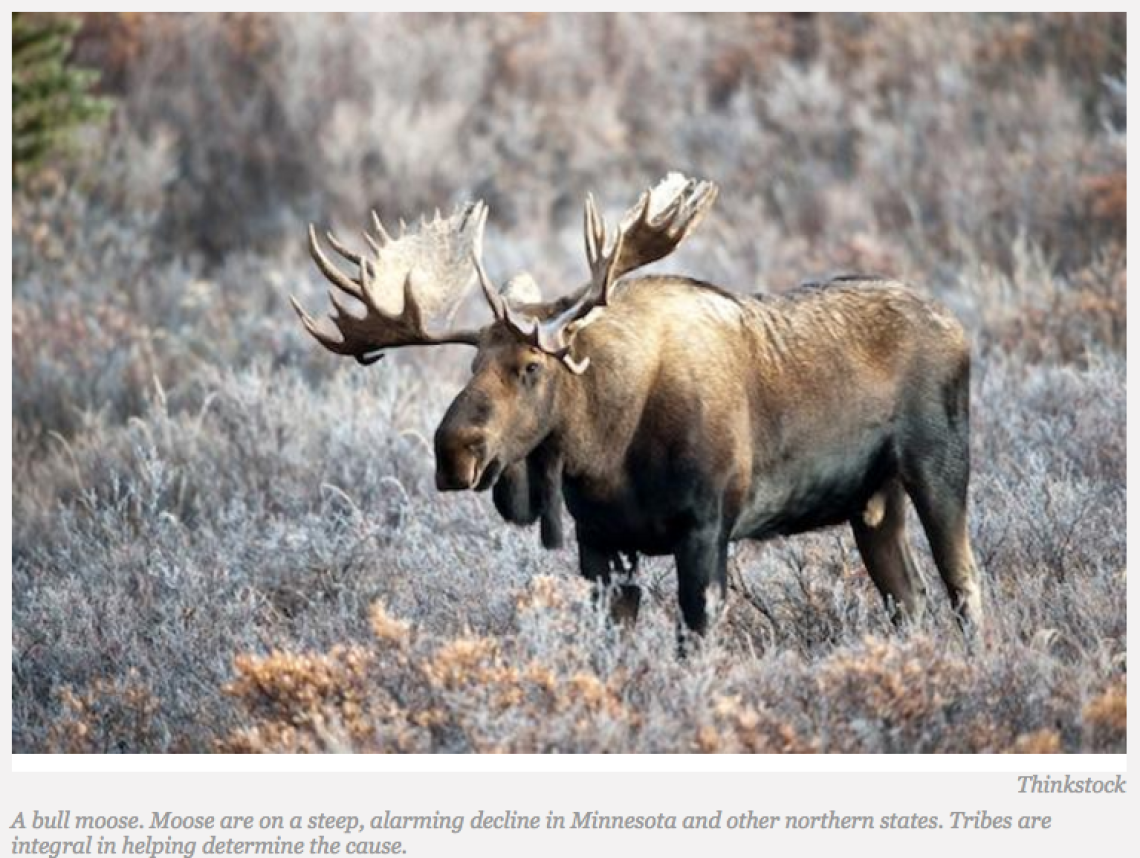 Minnesota Tribes Collaborate to Save Stateâ€™s Disappearing Moose Population