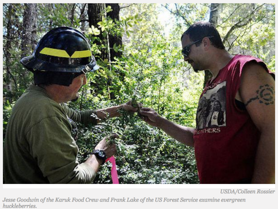 Traditional Knowledge Fuels Yurok and Karuk Habitat Restoration Project With USDA
