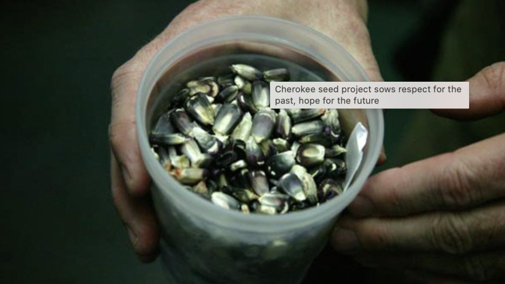 Cherokee seed project sows respect for the past, hope for the future