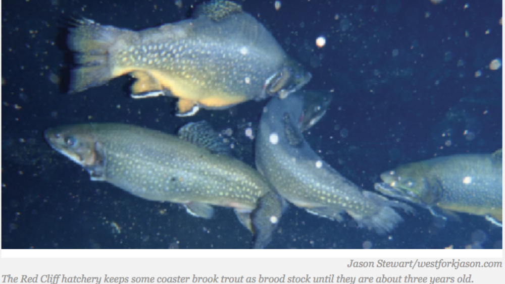 Investing in Fish, Preserving Red Cliff Culture Investing in Fish, Preserving Red Cliff Culture