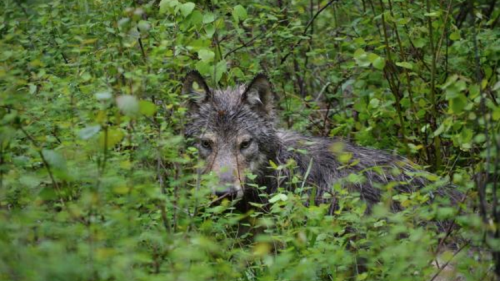 Colville Tribes Manage Wolves With Own Program Colville Tribes Manage Wolves With Own Program