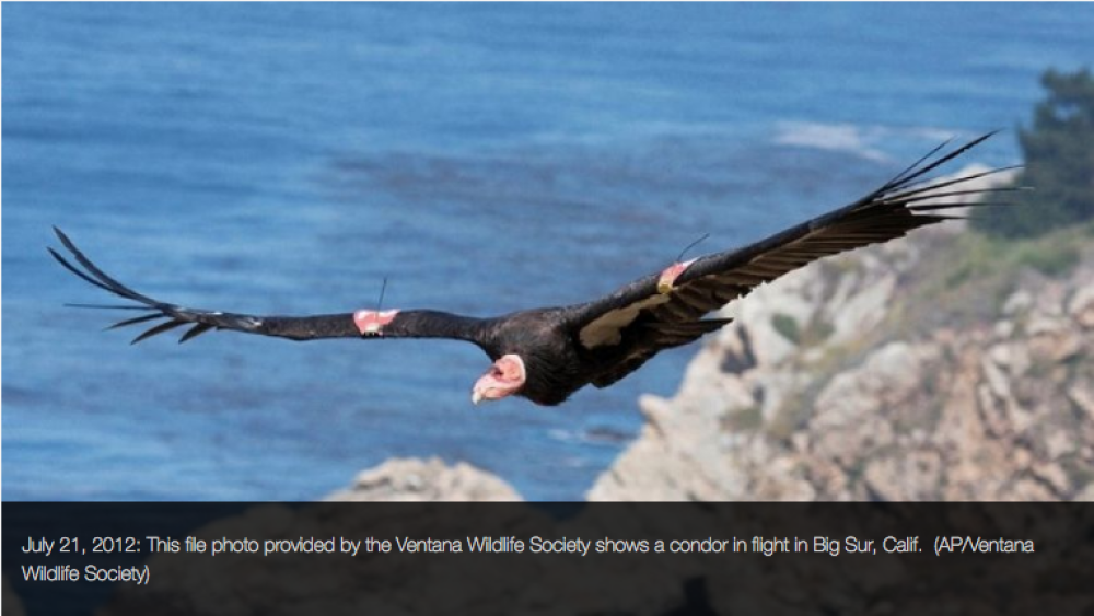 Yurok Tribe to release condors in California Yurok Tribe to release condors in California
