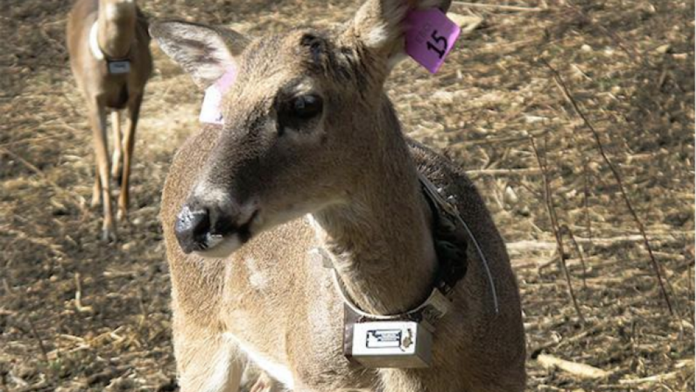 Eastern Band of Cherokee Replenishes Iconic White-Tailed Deer on Its Lands