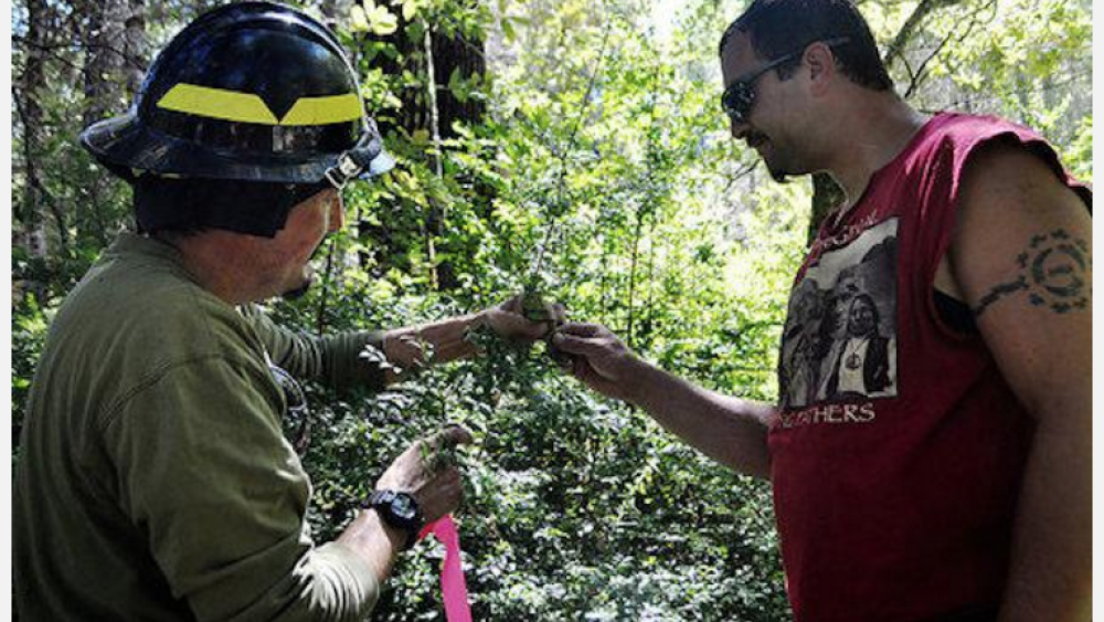 Traditional Knowledge Fuels Yurok and Karuk Habitat Restoration Project With USDA