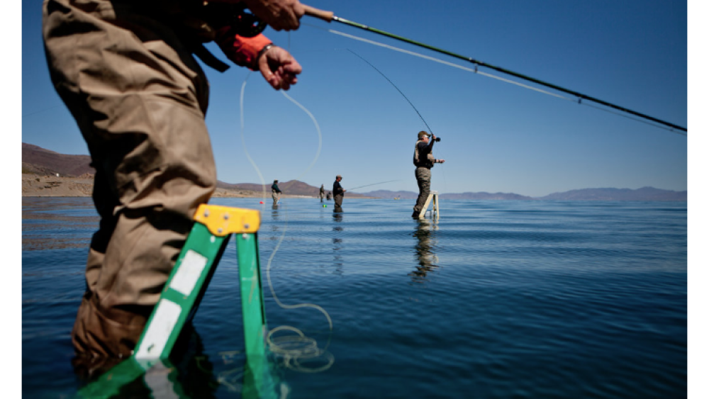 20 Pounds? Not Too Bad, for an Extinct Fish 20 Pounds? Not Too Bad, for an Extinct Fish