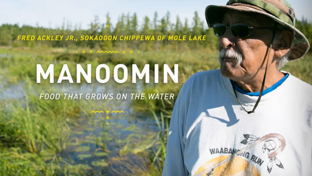 Manoomin: Food That Grows on the Water Fred Ackley Jr. from Sokaogon Chippewa Community of Mole Lake harvesting manoomin, or wild rice.