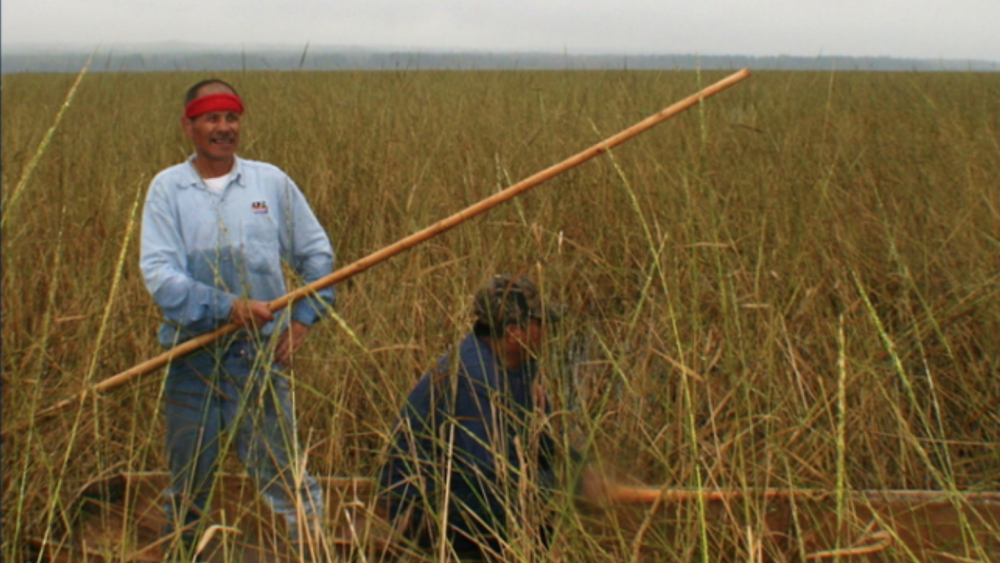 Building an Indigenous Foods Knowledges Network Through Relational Accountability